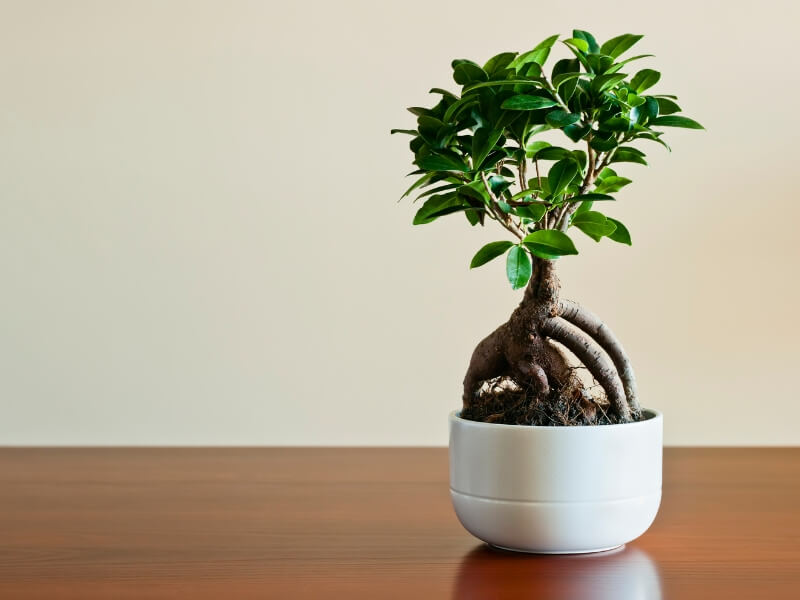 ficus trees as best bonsai tree species for beginners