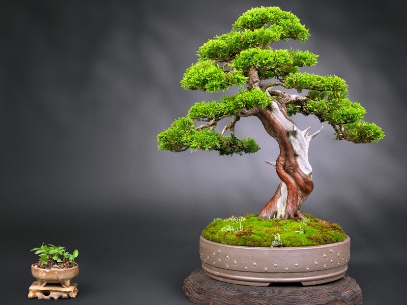 juniper best bonsai tree for beginners