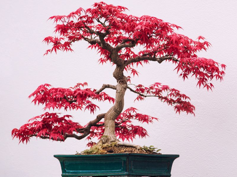 Japanese red maple bonsai