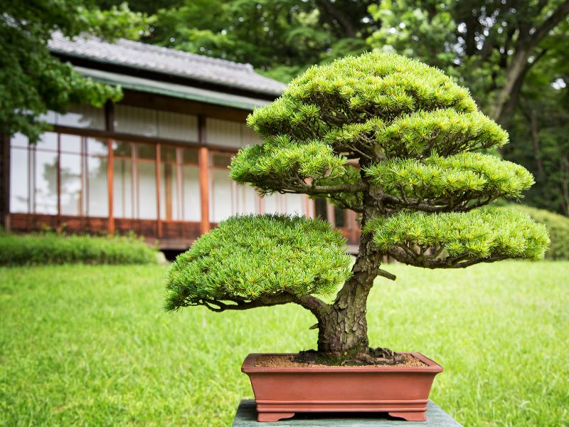 outdoor bonsai trees