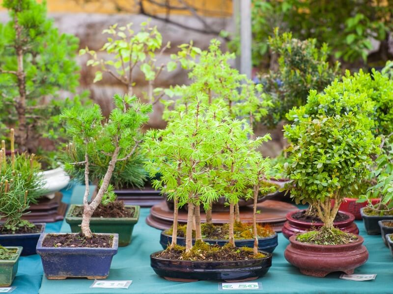 different bonsai tree species require different needs