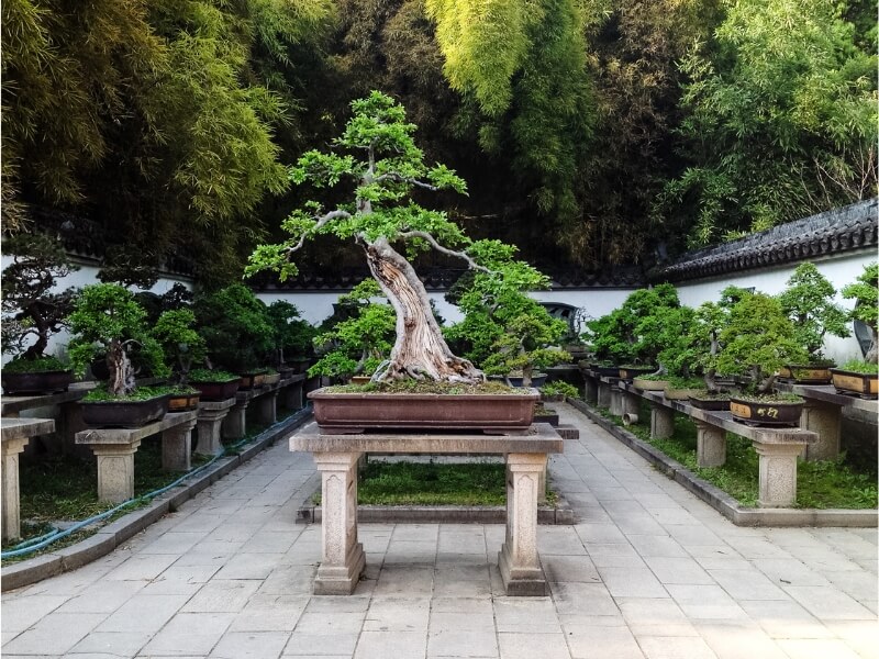 growing bonsai during hot days requires careful attention and use of other essential method