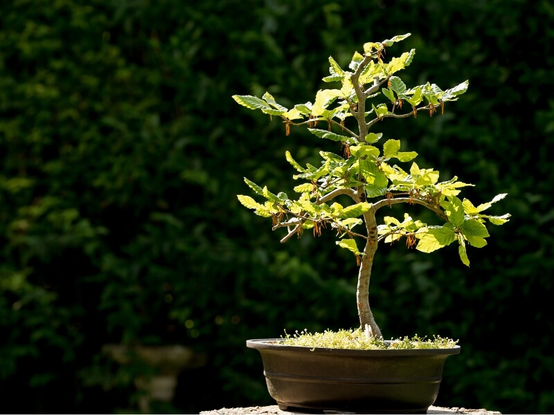 caring for bonsai trees during hot weather