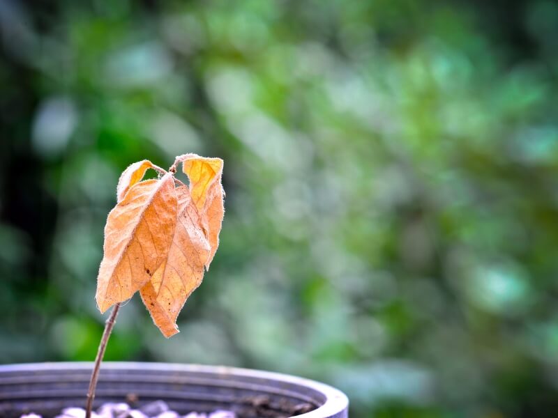 How to care for a bonsai during a heatwave: wilting leaves.