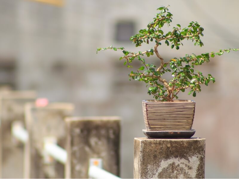 special care for bonsai species to grow as expected amid heat waves