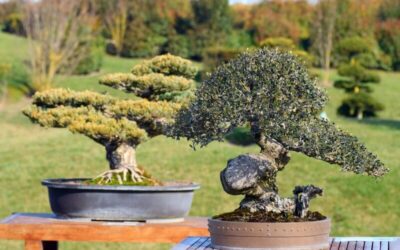 How Hard And Long Is It to Grow Bonsai Trees? A Comprehensive Guide for Beginners.