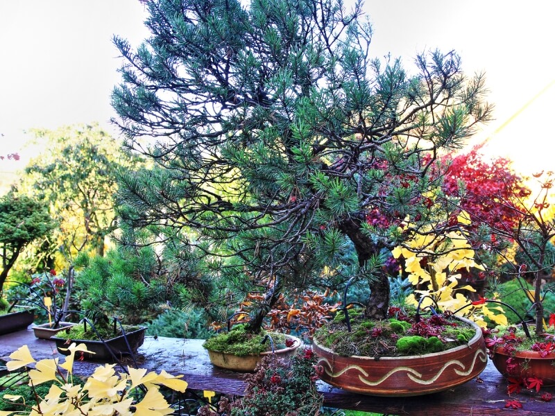 color and shape of the pot contribute to the overall bonsai aesthetic