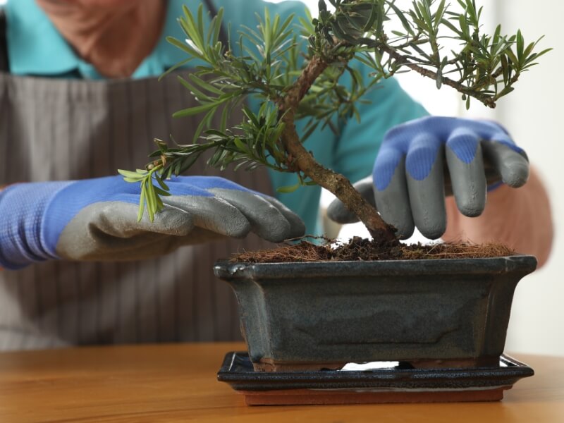the art of boinsai involves bonsai pot maintenance