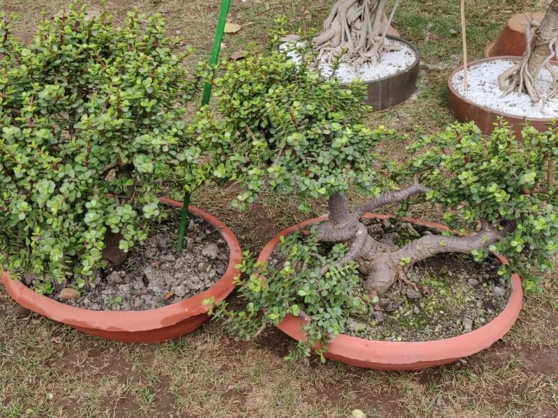 the importance of choosing the right bonsai container