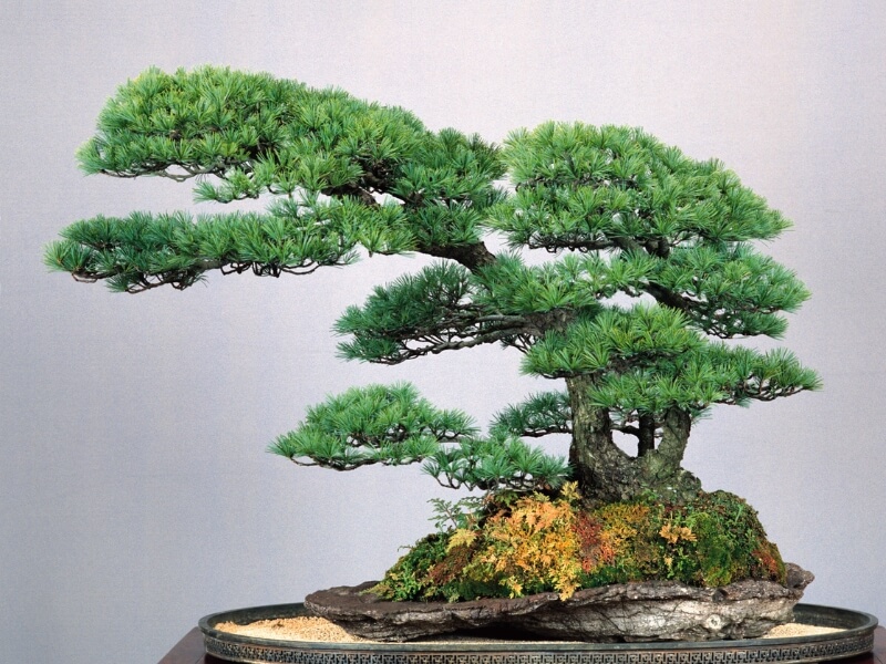 Outdoor or indoor bonsai artistically mimics a regular tree that thrives in nature.