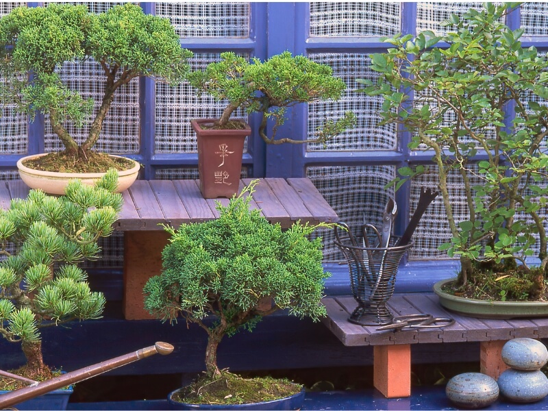 Other bonsai enthusiasts can teach proper form and care for bonsai.