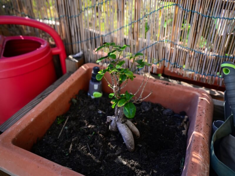 bonsai pot size and shape to mimic the tree's natural habitat