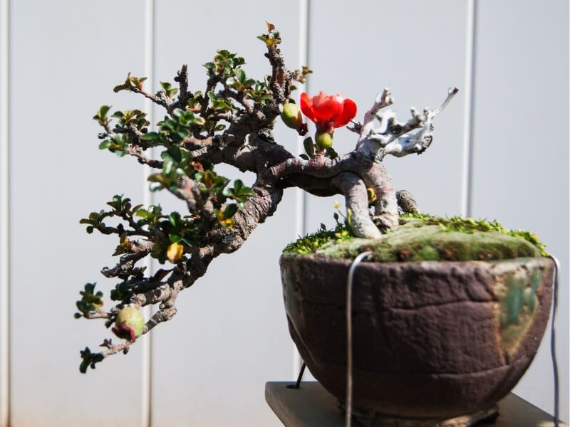 round pot for cascading bonsai trees