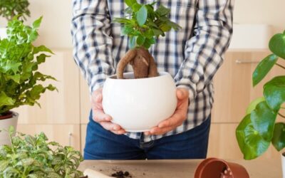 When to Repot a Bonsai Tree? Seasonal Guide