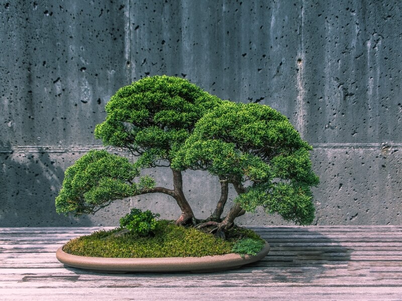 repot your bonsai using time-tested methods and techniques