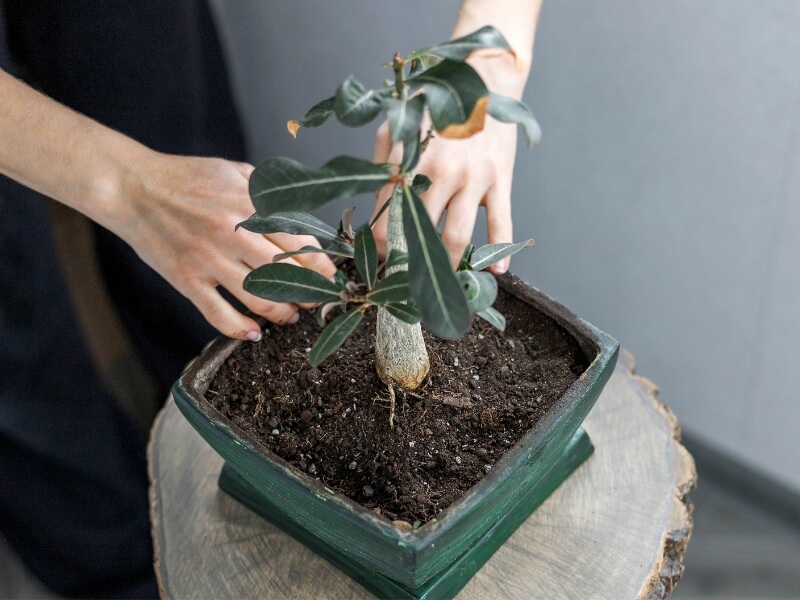 why change the bonsai pot