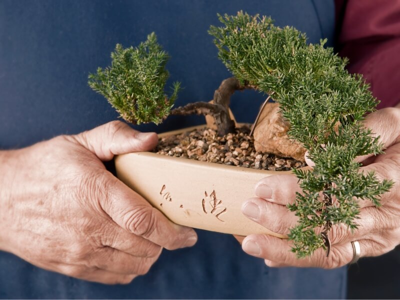 repotting bonsai is necessary to ensure your tree grows