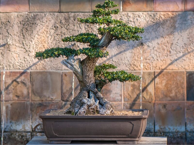 root growth should always be your ultimate goal when repotting a bonsai