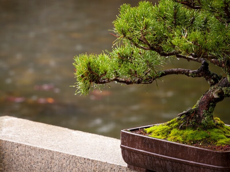 water your bonsai generously after placing to a new suitable pot