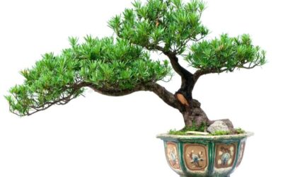 Discovering Different Bonsai Styles