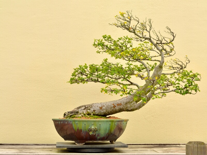 windswept bonsai style