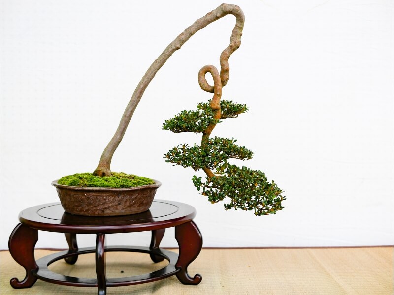 literati bonsai style