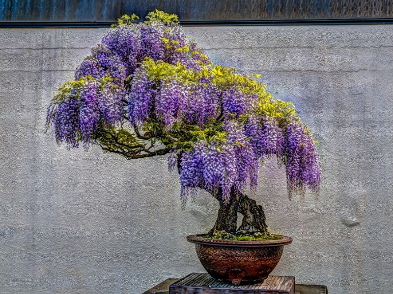 knowledge of bonsai tree styles contribute to the tree's aesthetic appeal