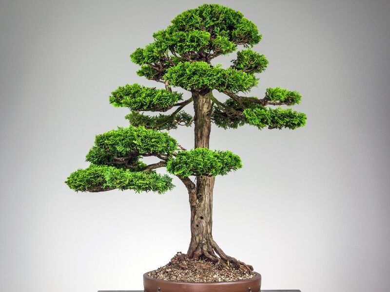 formal upright bonsai style