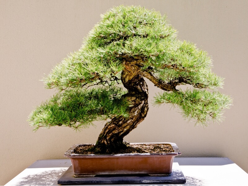 informal upright bonsai tree style