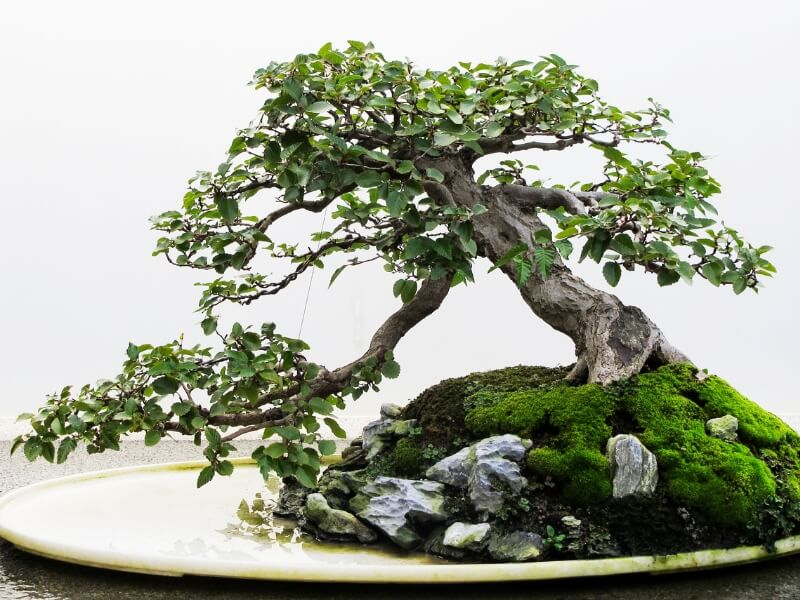 slanting bonsai tree style