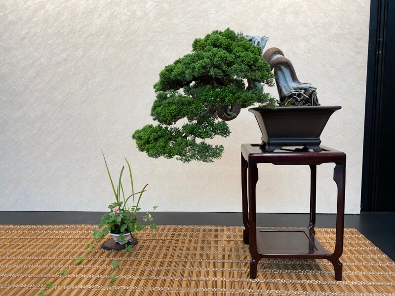cascade bonsai style has the tree trunk extending below the bottom of the pot