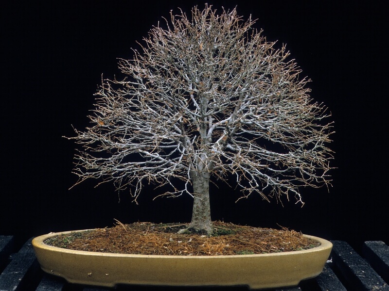 Bonsai trees of the broom style are particularly suited to deciduous trees that have extensive, fine branching.