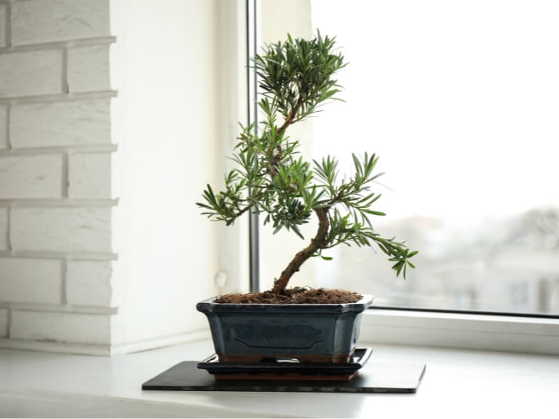 Most trees placed indoors can be positioned at a south facing window.