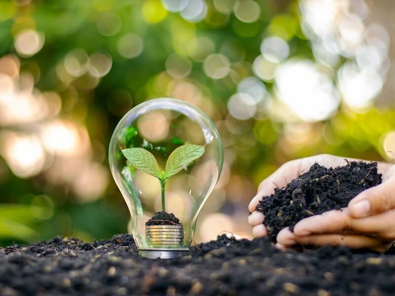 How Grow Lights Can Help Bonsai Trees Thrive Hooked on Bonsai