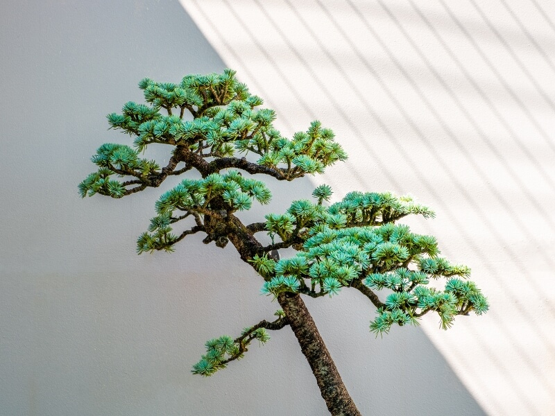 how much light indoor bonsai needs