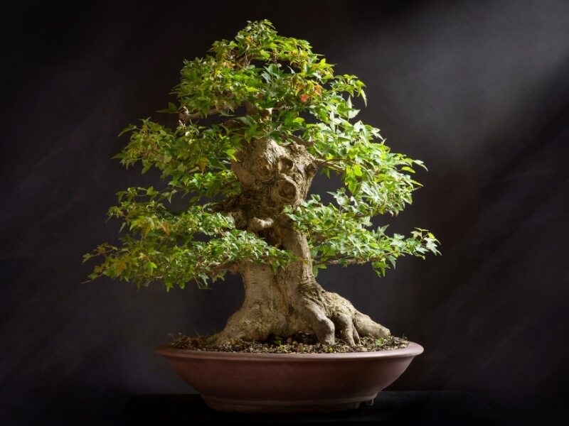 your indoor or outdoor bonsai tree should get enough light