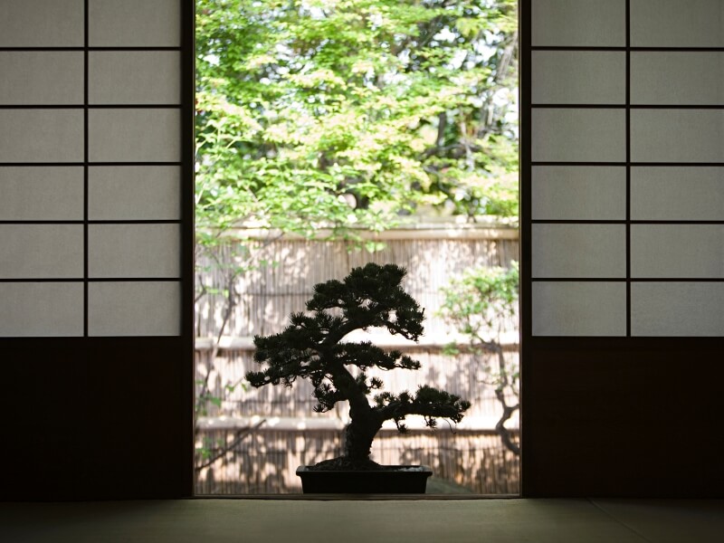 How grow lights can help bonsai: the advantages of using artificial lights.