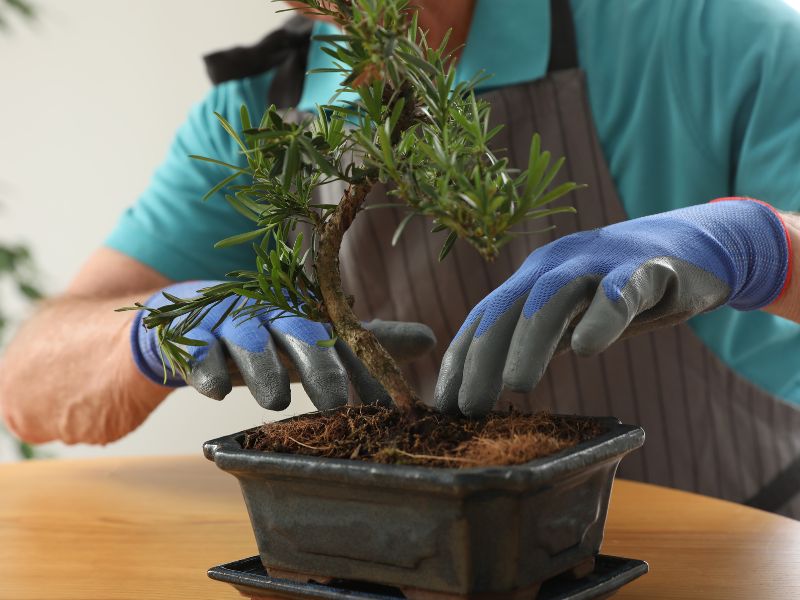 Record when you do anything significant to your bonsai tree.