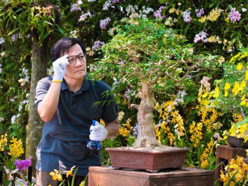 The watering needs of bonsai trees vary depending on the size, species, pot size, and soil mix.