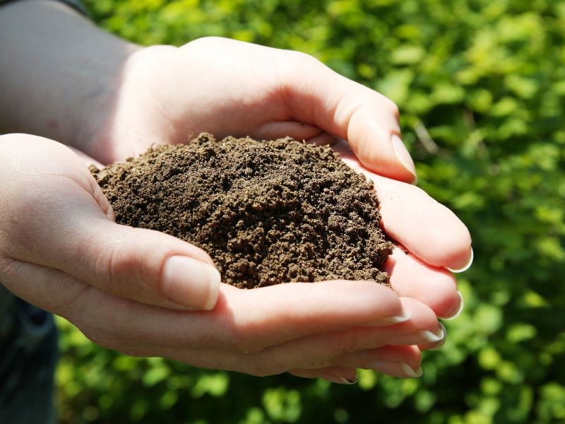 Bonsai soil