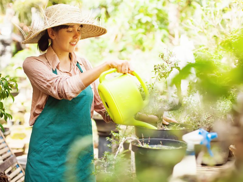 Watering and sunlight