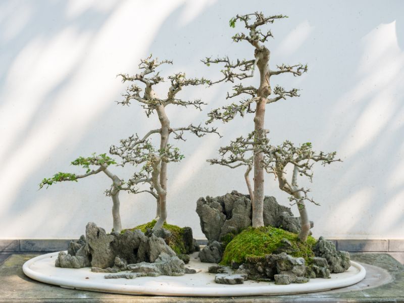 Find a proper place for your mini bonsai garden.