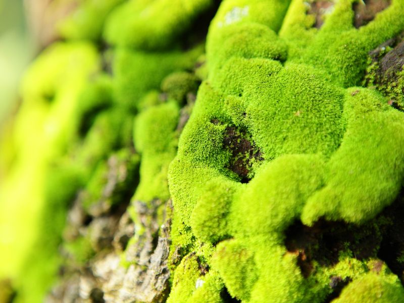 Moss makes your mini garden look reminiscent of nature.