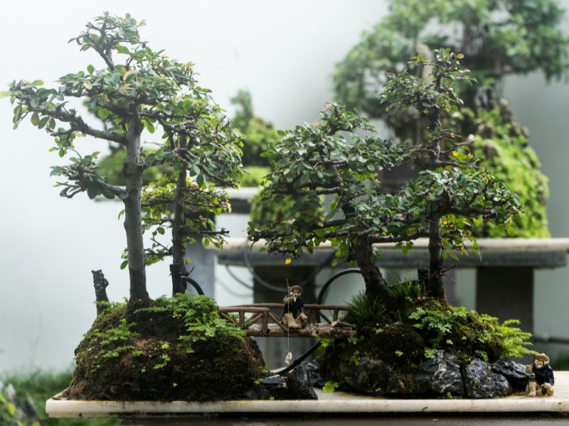 Create your own mini bonsai garden.