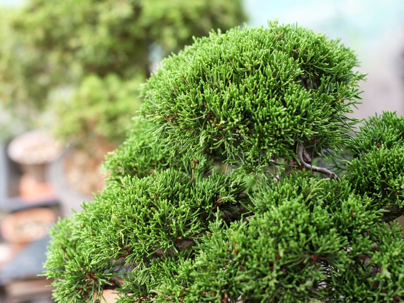 Juniper bonsai tree