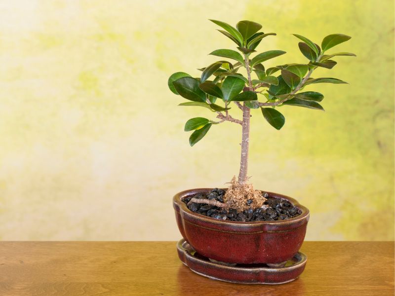 Ficus bonsai tree