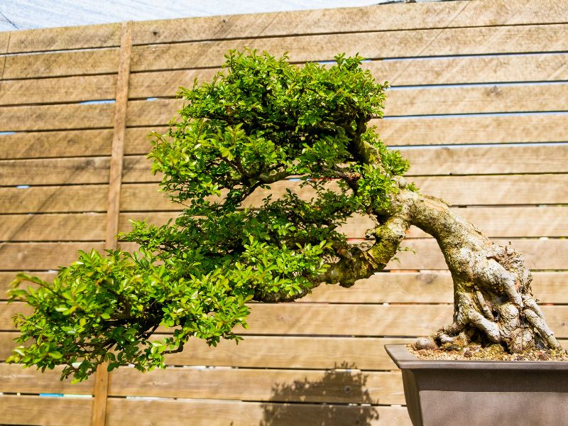 Elm bonsai tree