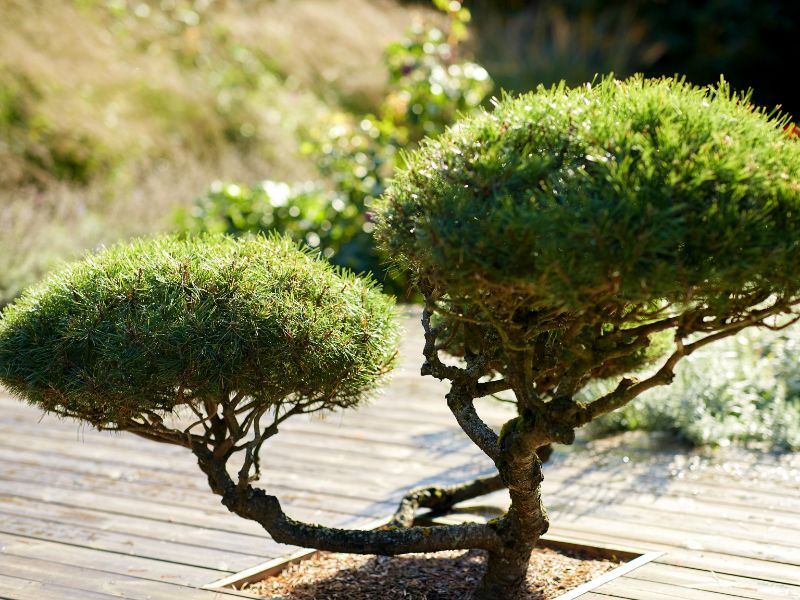 Pine bonsai tree