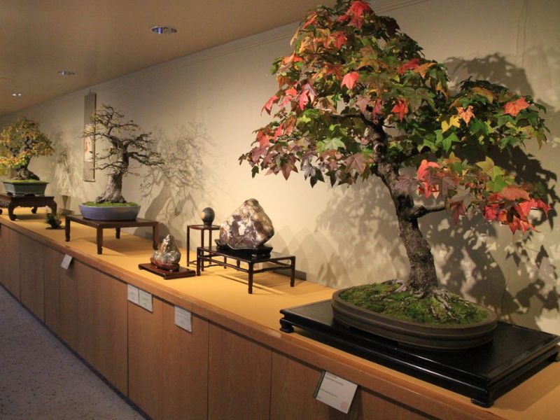 National Bonsai Museum