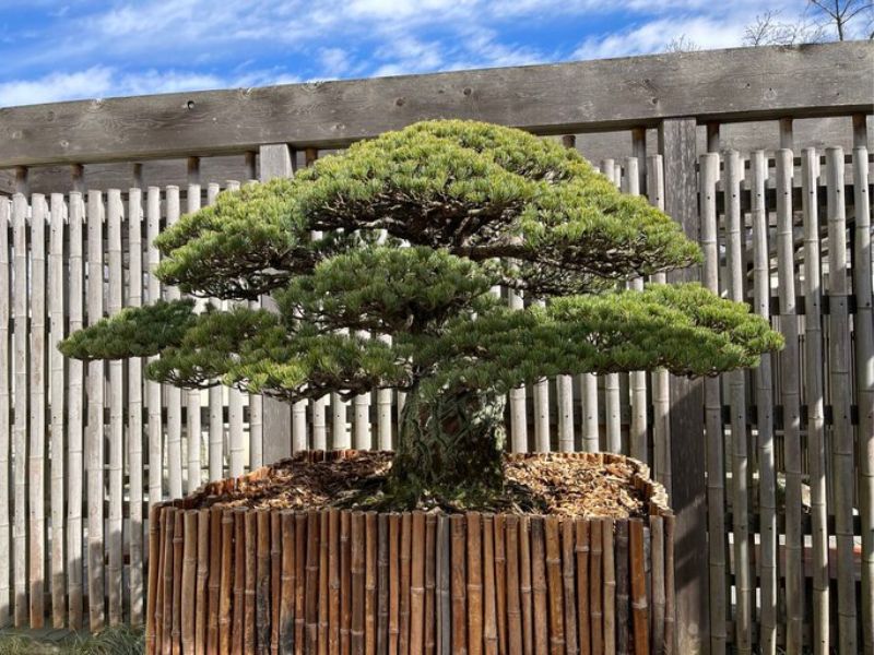 The National Bonsai & Penjing Museum is right in Maryland's backyard.